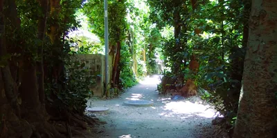 備瀨福木林蔭道