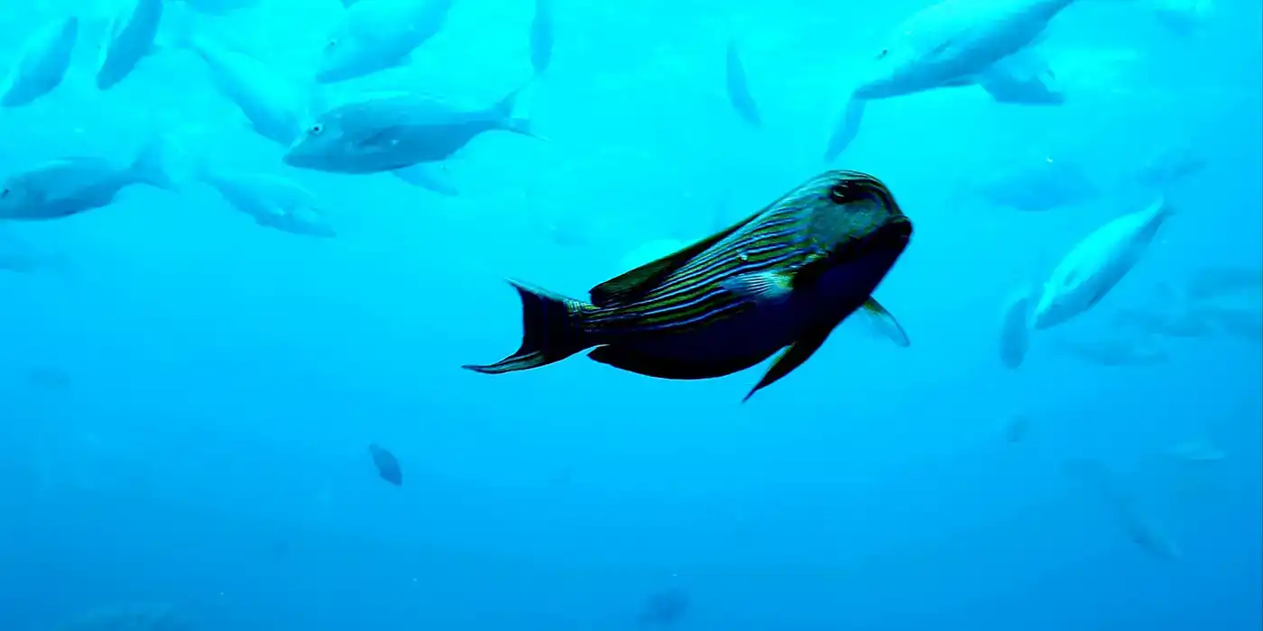 ブセナ海中公園の海中展望塔内部