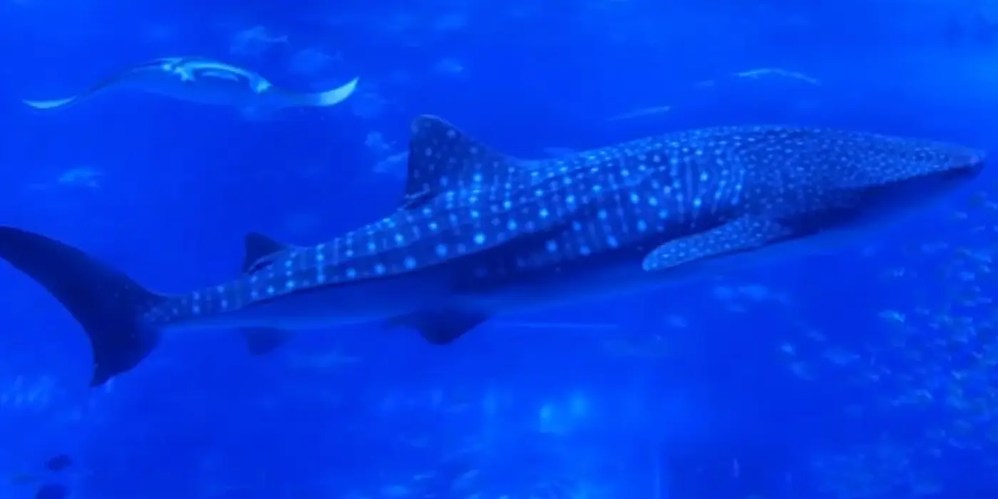 The blue world of Churaumi Aquarium