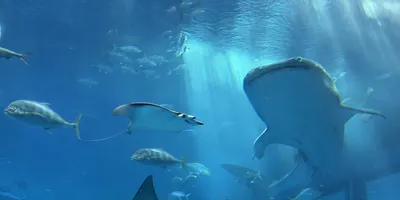 美麗海水族館