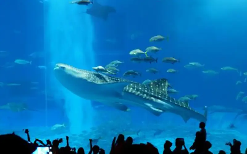 Churaumi Aquarium main tank