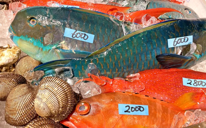 花尾鸚哥魚 沖繩縣魚