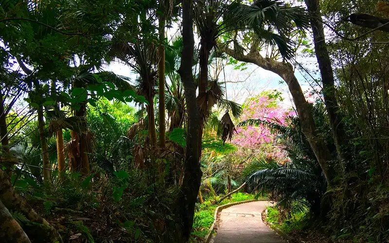名護城公園的亞熱帶森林和步道