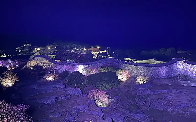 今歸仁城跡的櫻花