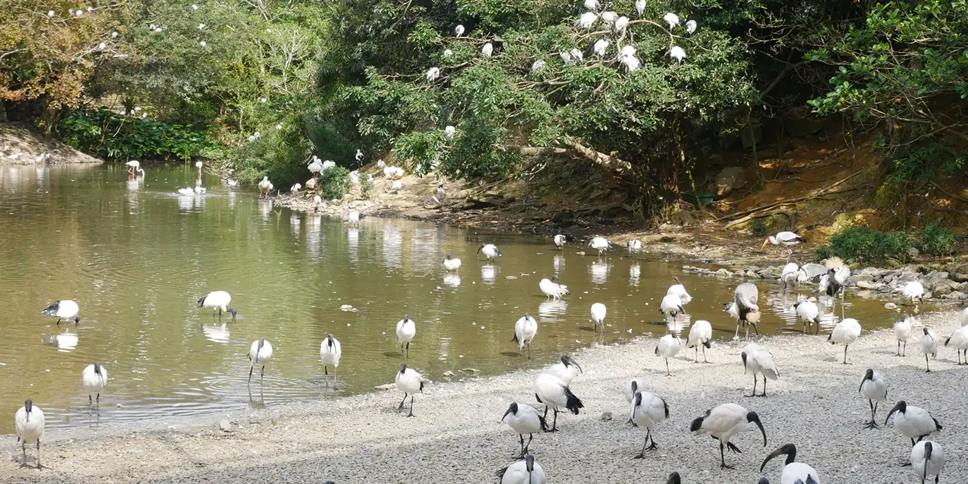 ネオパークオキナワのフラミンゴと亜熱帯自然公園